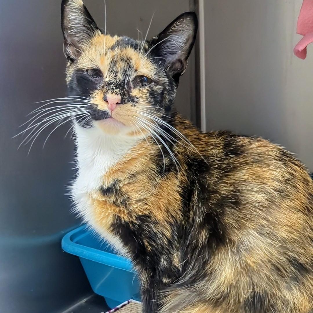 Treble, a Adoptable Domestic Short Hair in West Jefferson, OH image 3/6