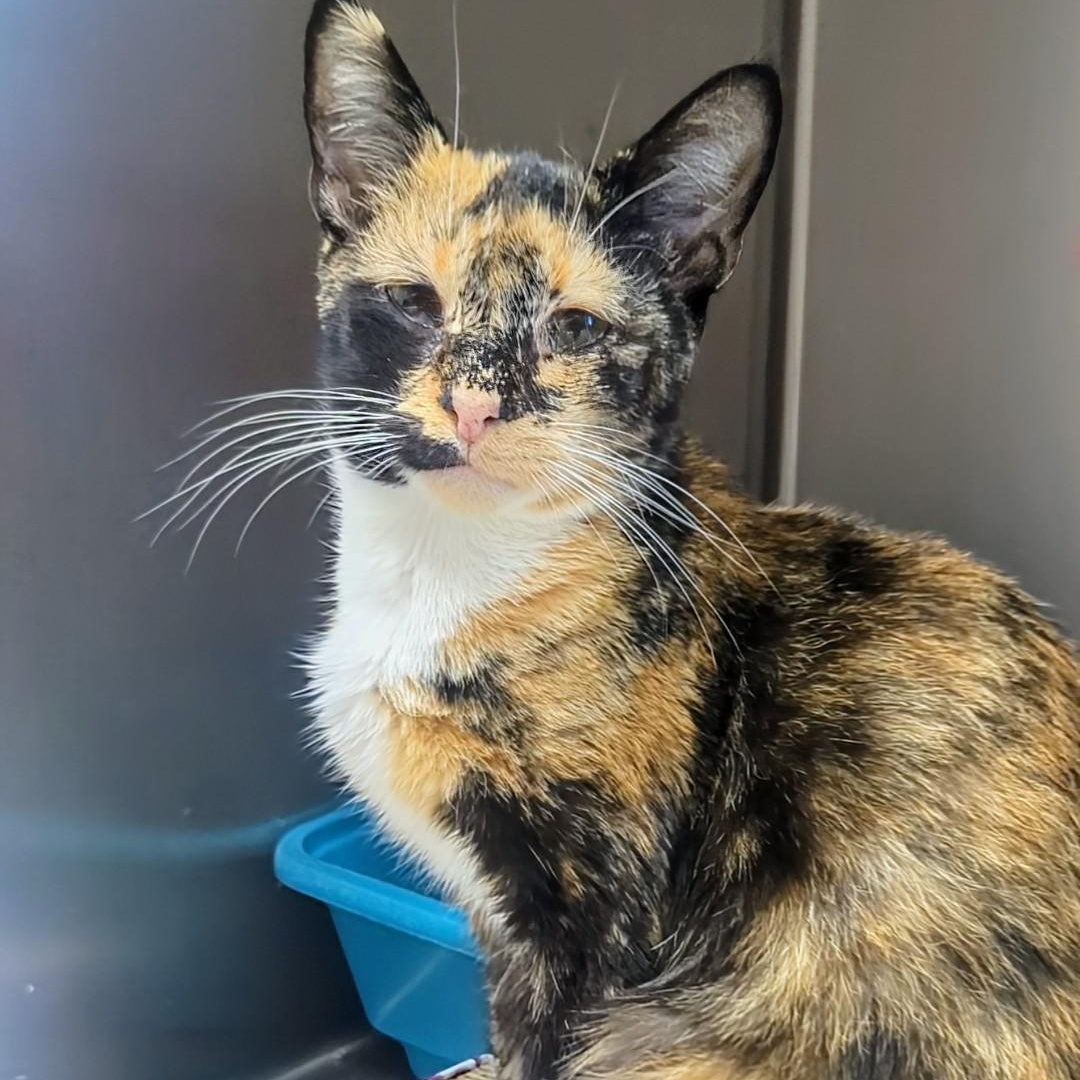 Treble, a Adoptable Domestic Short Hair in West Jefferson, OH image 4/6