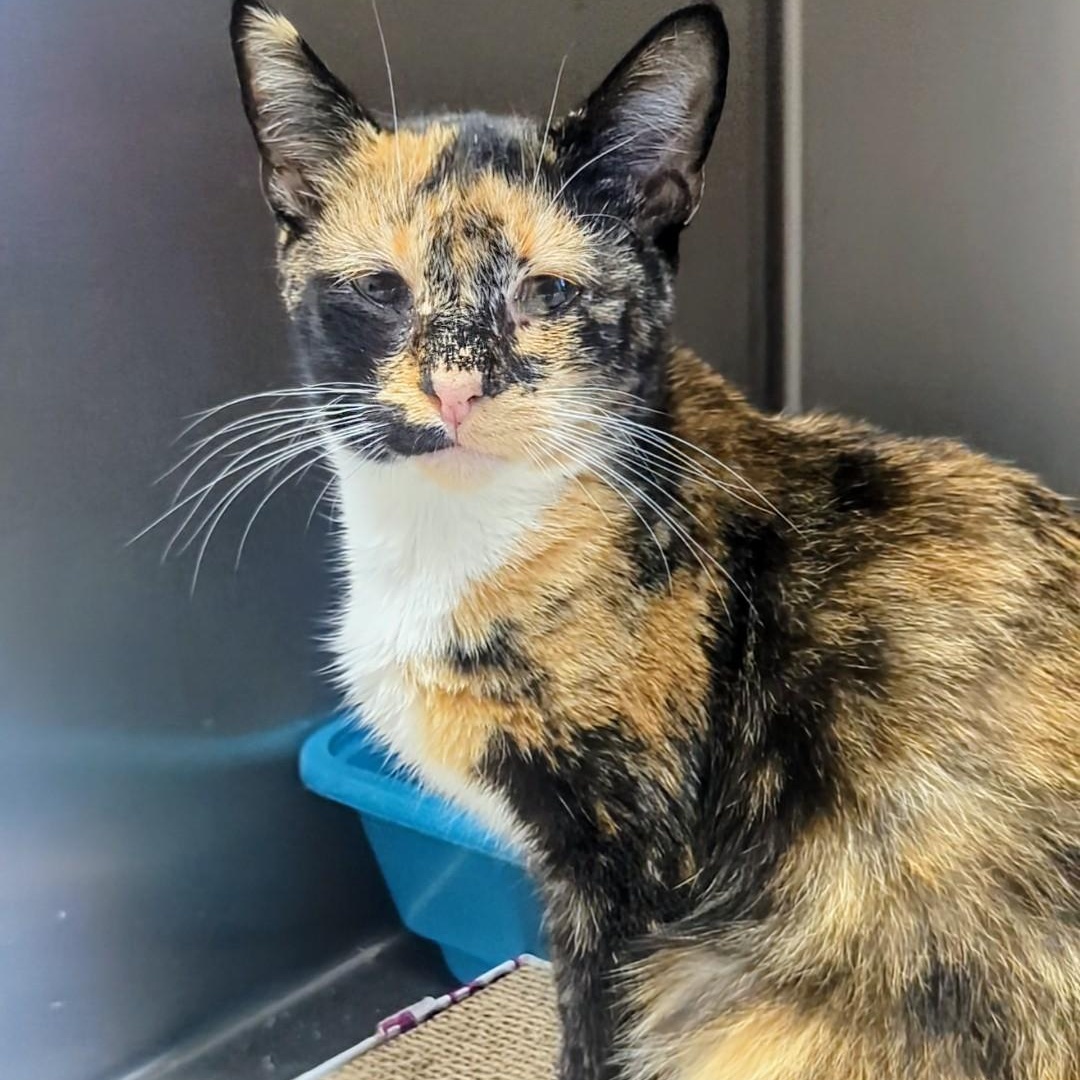 Treble, a Adoptable Domestic Short Hair in West Jefferson, OH image 5/6