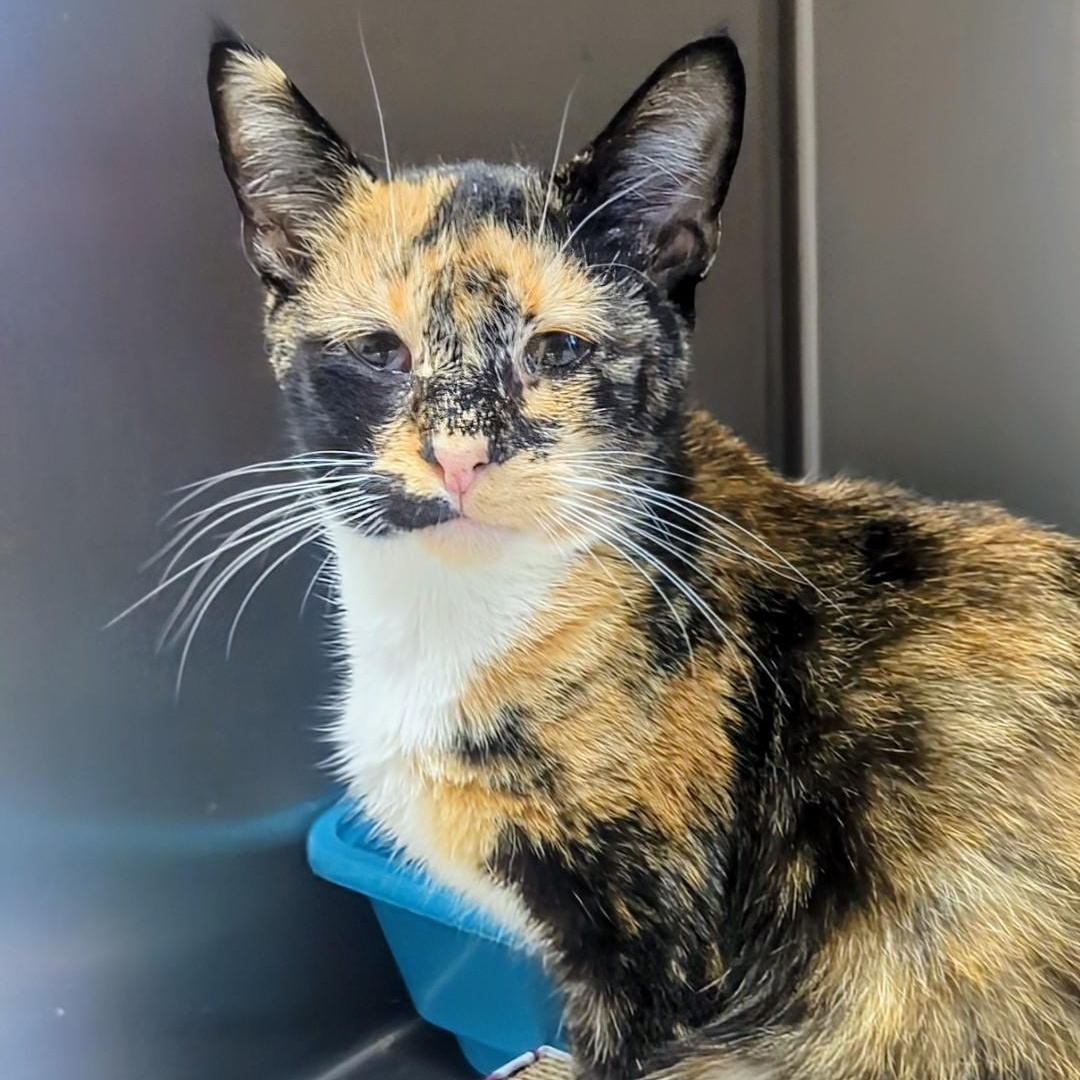 Treble, a Adoptable Domestic Short Hair in West Jefferson, OH image 6/6