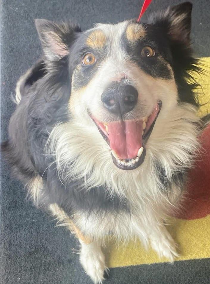 Burton, Adopted, Adult Male Border Collie & Mixed Breed.