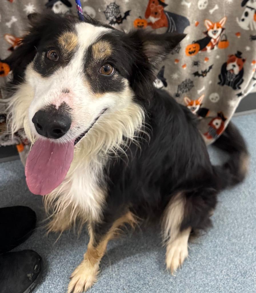 Enlarge Burton, a Adopted mixed breed in Sapulpa, OK image 2/2