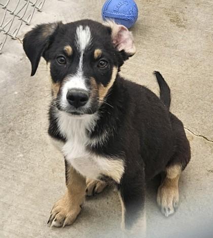 Paul, Adoptable, Young Male Australian Shepherd & Mixed Breed.