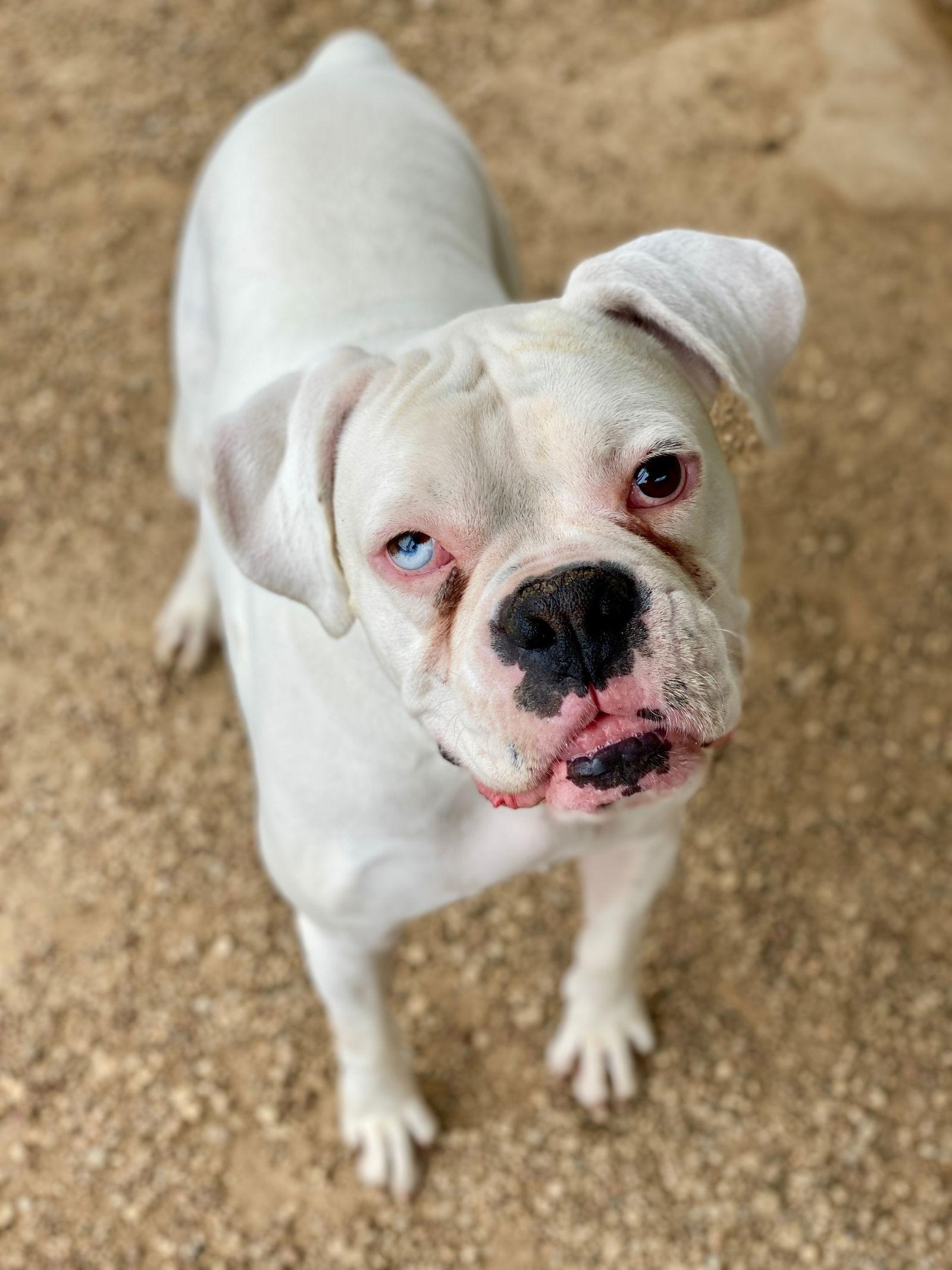 Enlarge Herrick, a Adoptable Boxer in Monticello, NY image 1/2