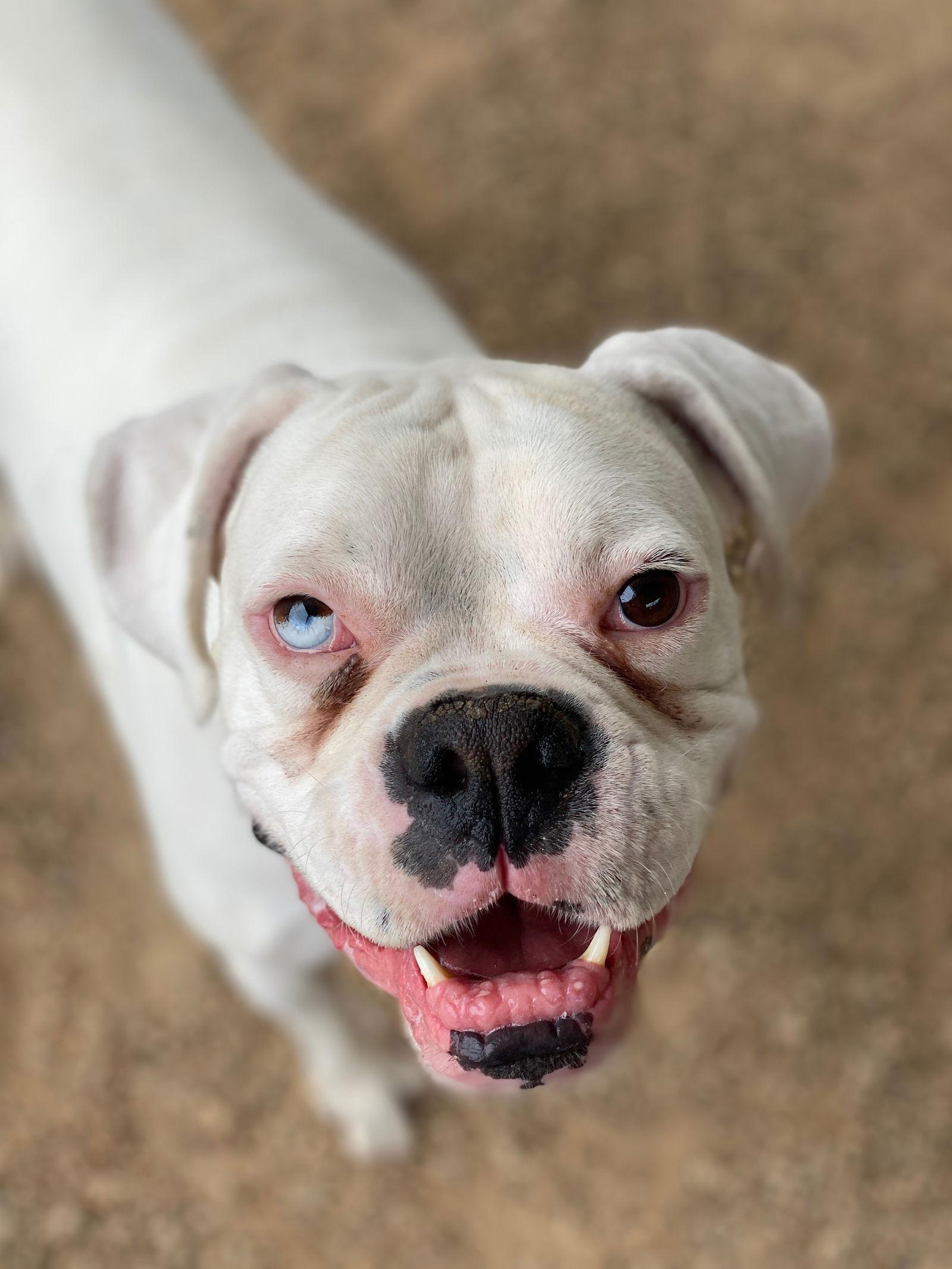 Enlarge Herrick, a Adoptable Boxer in Monticello, NY image 2/2