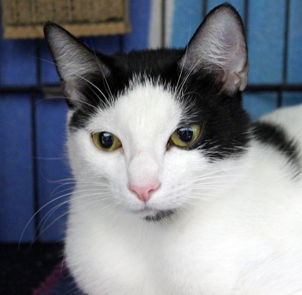 Niya, a ADOPTABLE Domestic Short Hair in Mansfield, MA image 2/3