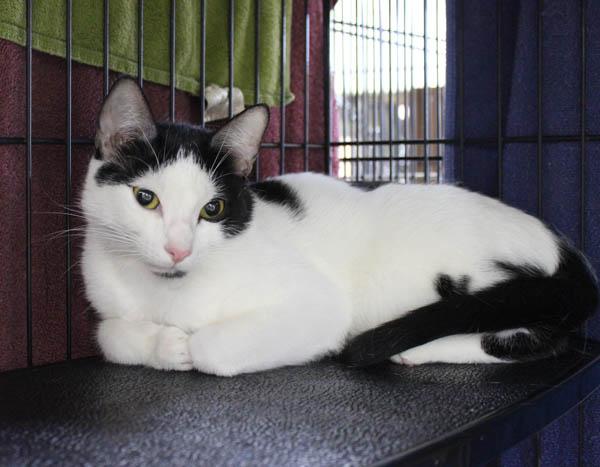 Niya, a ADOPTABLE Domestic Short Hair in Mansfield, MA image 3/3