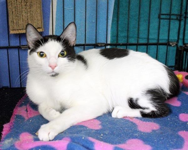 Niya, ADOPTABLE, Adult Female Domestic Short Hair.