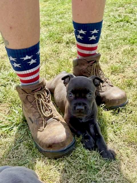 Enlarge Amelia, an adopted Mixed Breed in Southaven , MS image 4/5