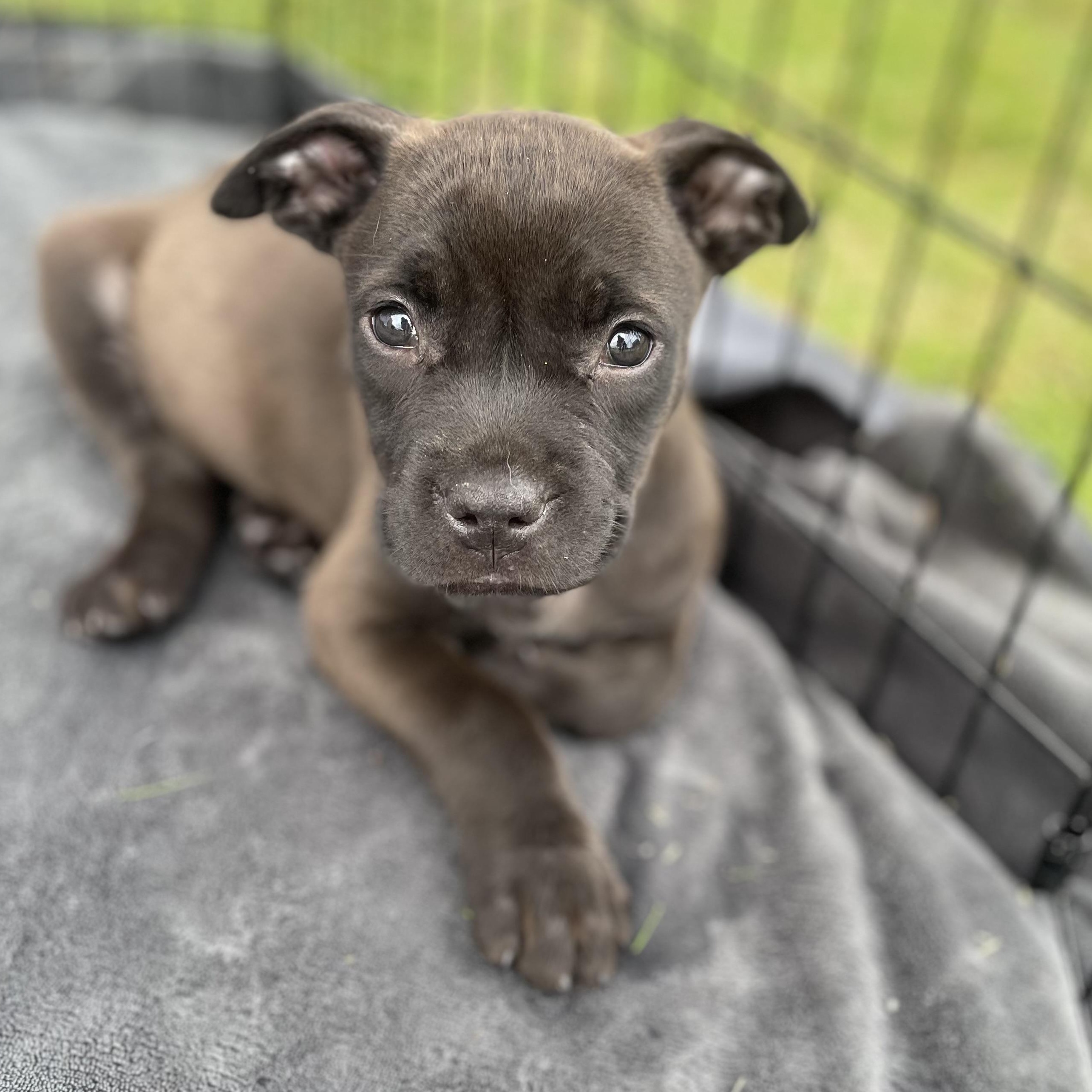 Amelia, adopted, Puppy Female Mixed Breed.