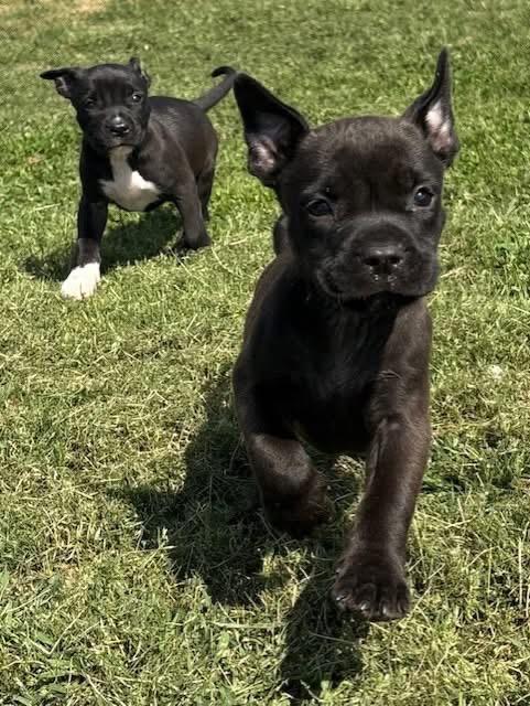 Enlarge Amelia, an adopted Mixed Breed in Southaven , MS image 3/5