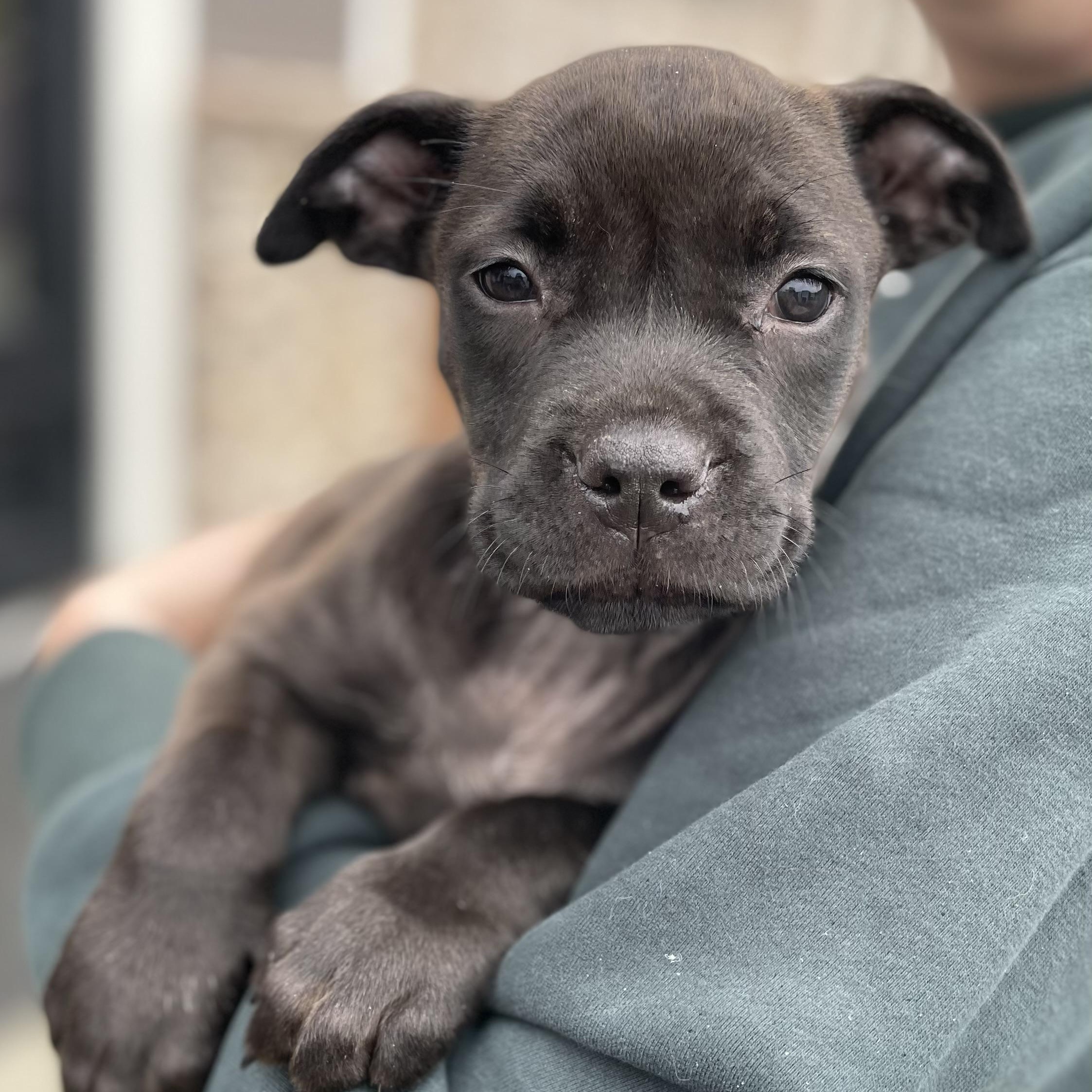 Enlarge Amelia, an adopted Mixed Breed in Southaven , MS image 2/5