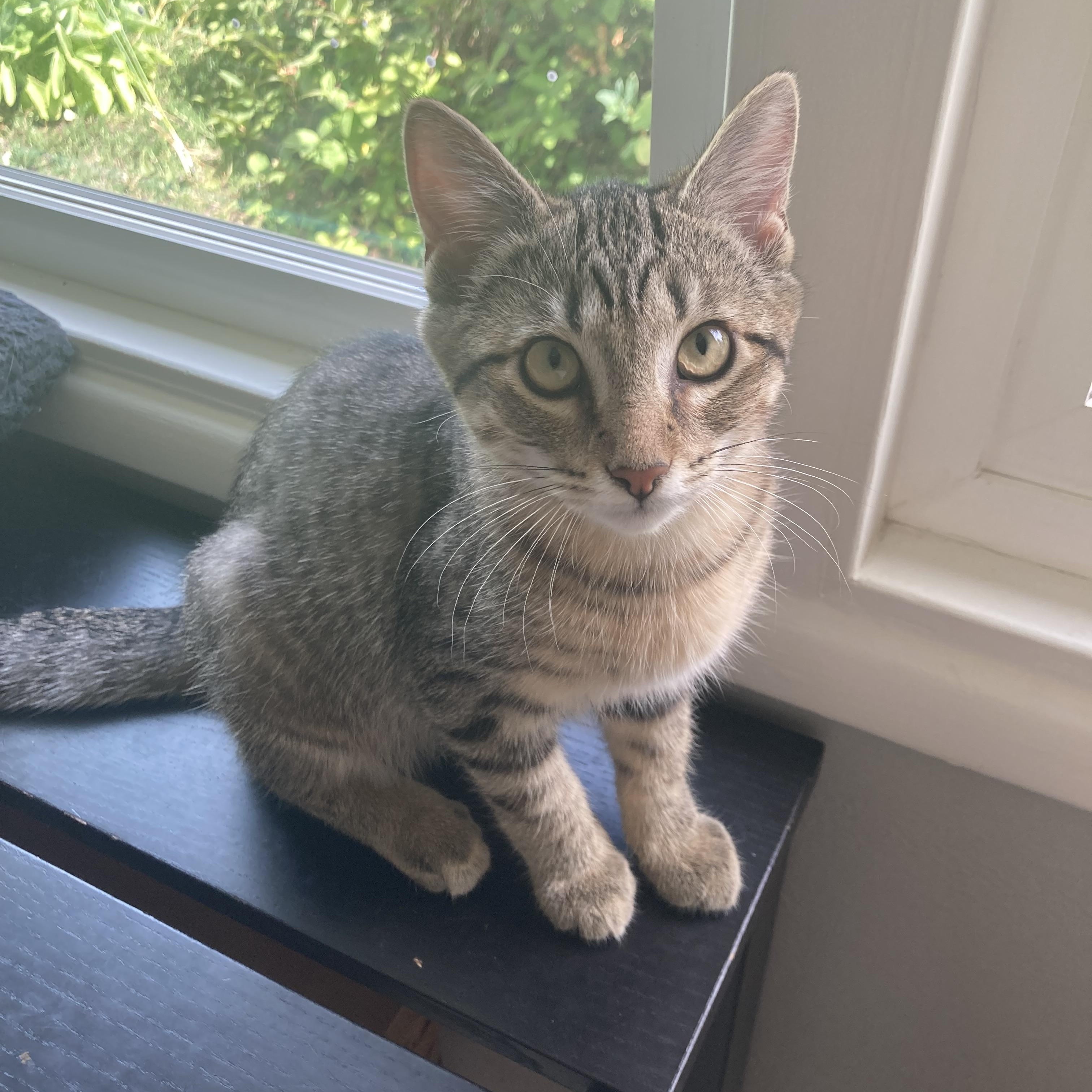 Enlarge Lil' Tiger, a Adoptable mixed breed in Springfield, OR image 1/5