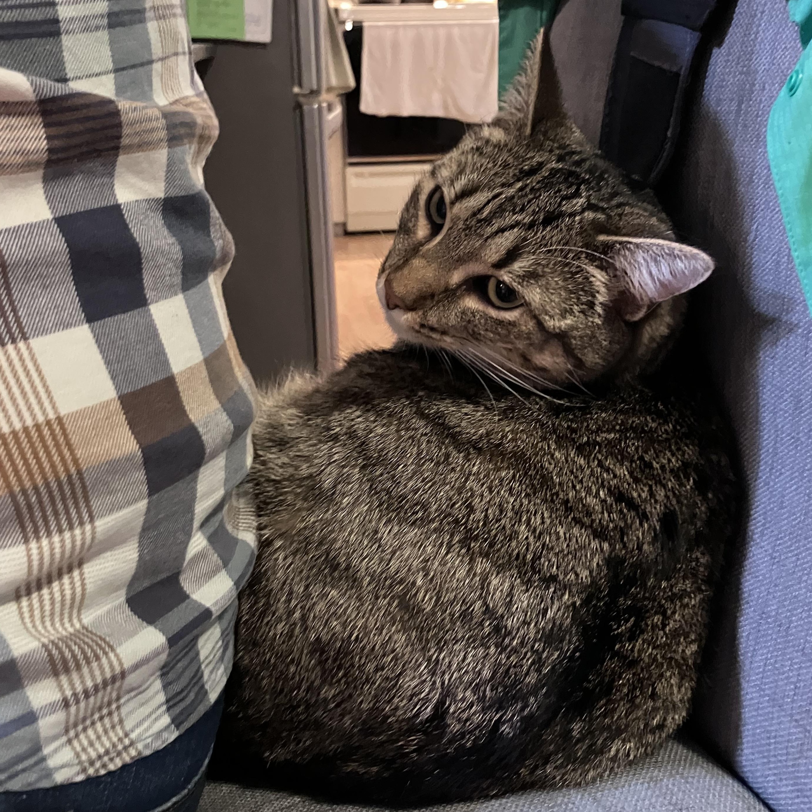 Lil' Tiger, a Adoptable mixed breed in Springfield, OR image 3/6