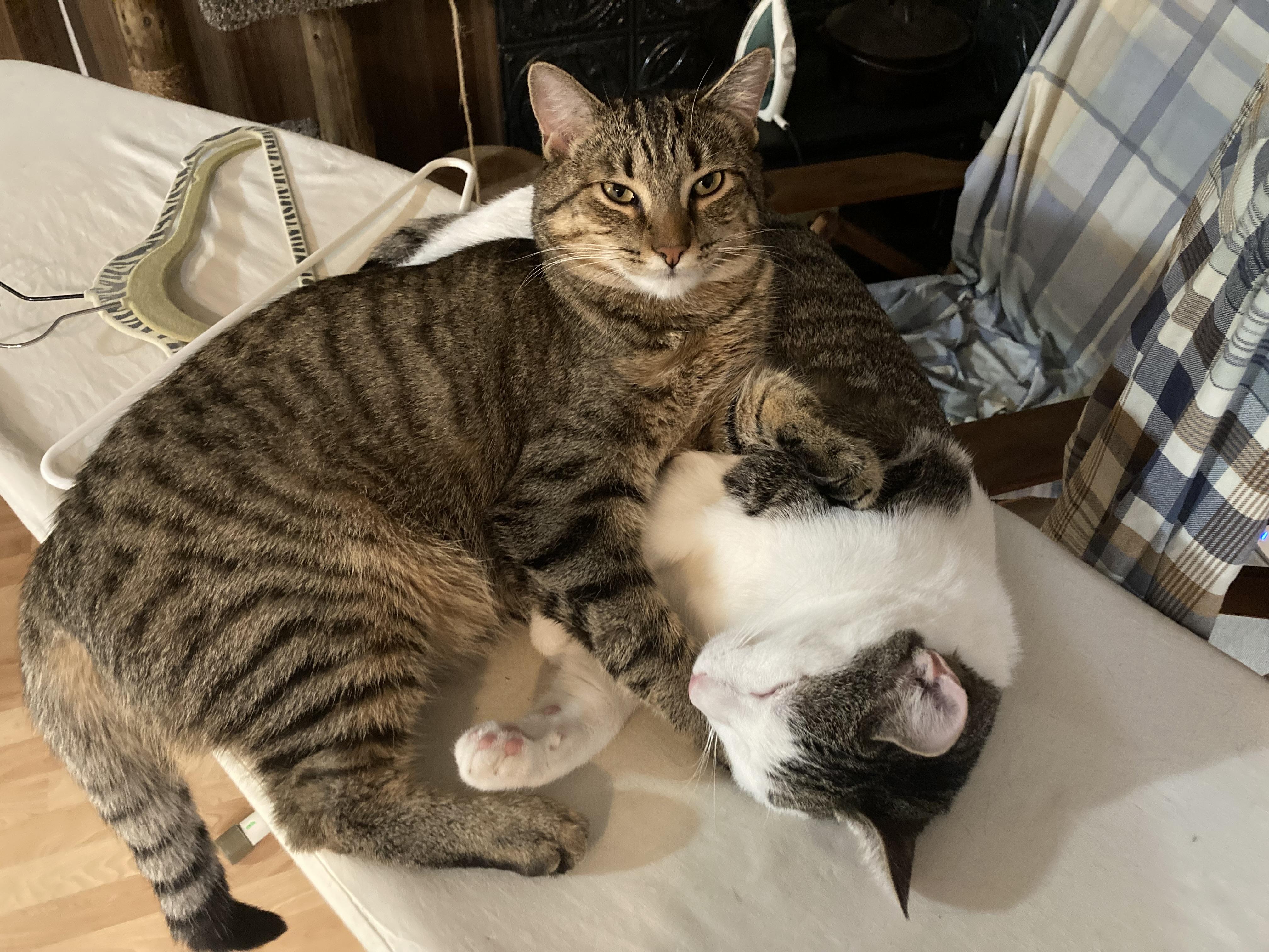 Enlarge Lil' Tiger, a Adoptable mixed breed in Springfield, OR image 6/6