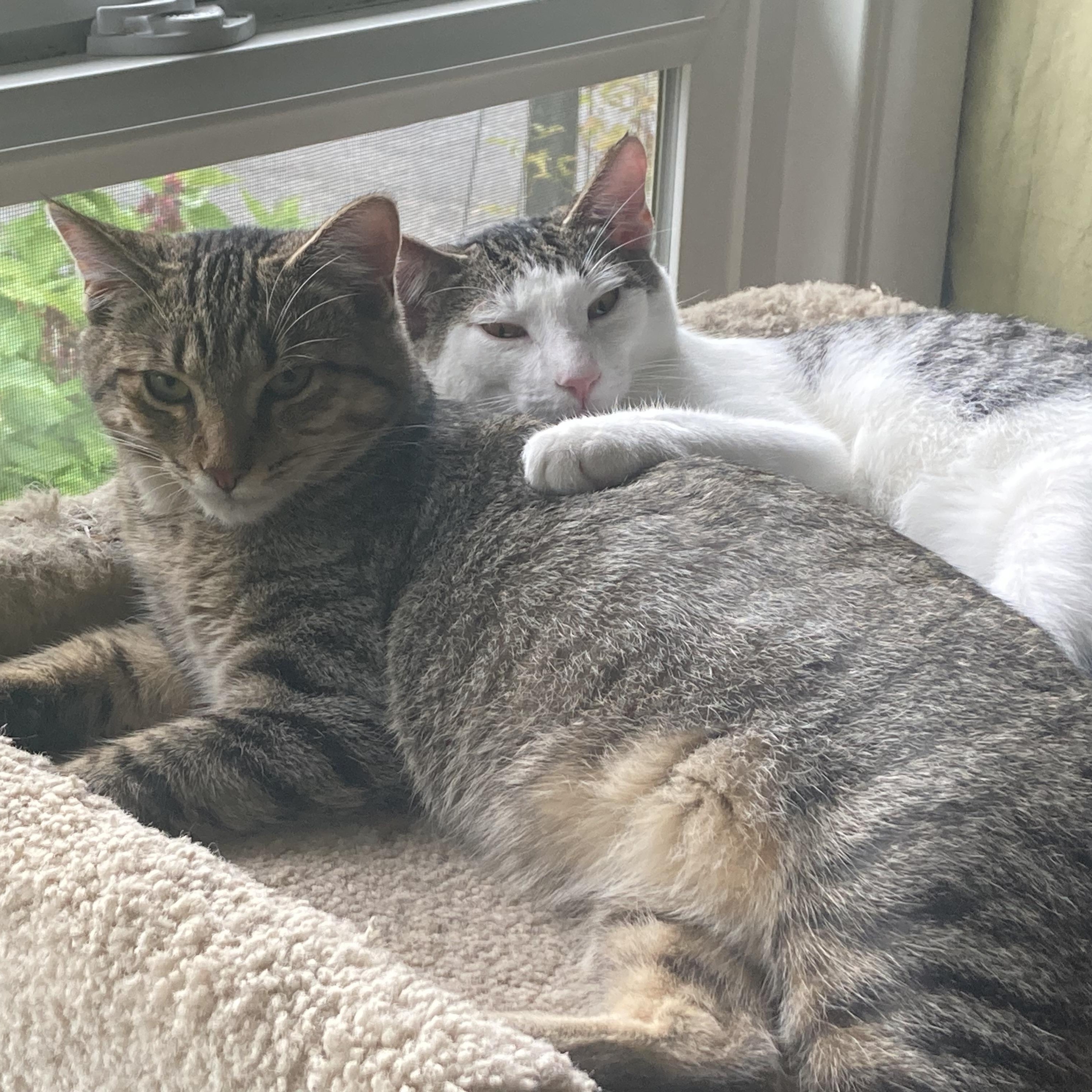 Enlarge Lil' Tiger, a Adoptable mixed breed in Springfield, OR image 3/5