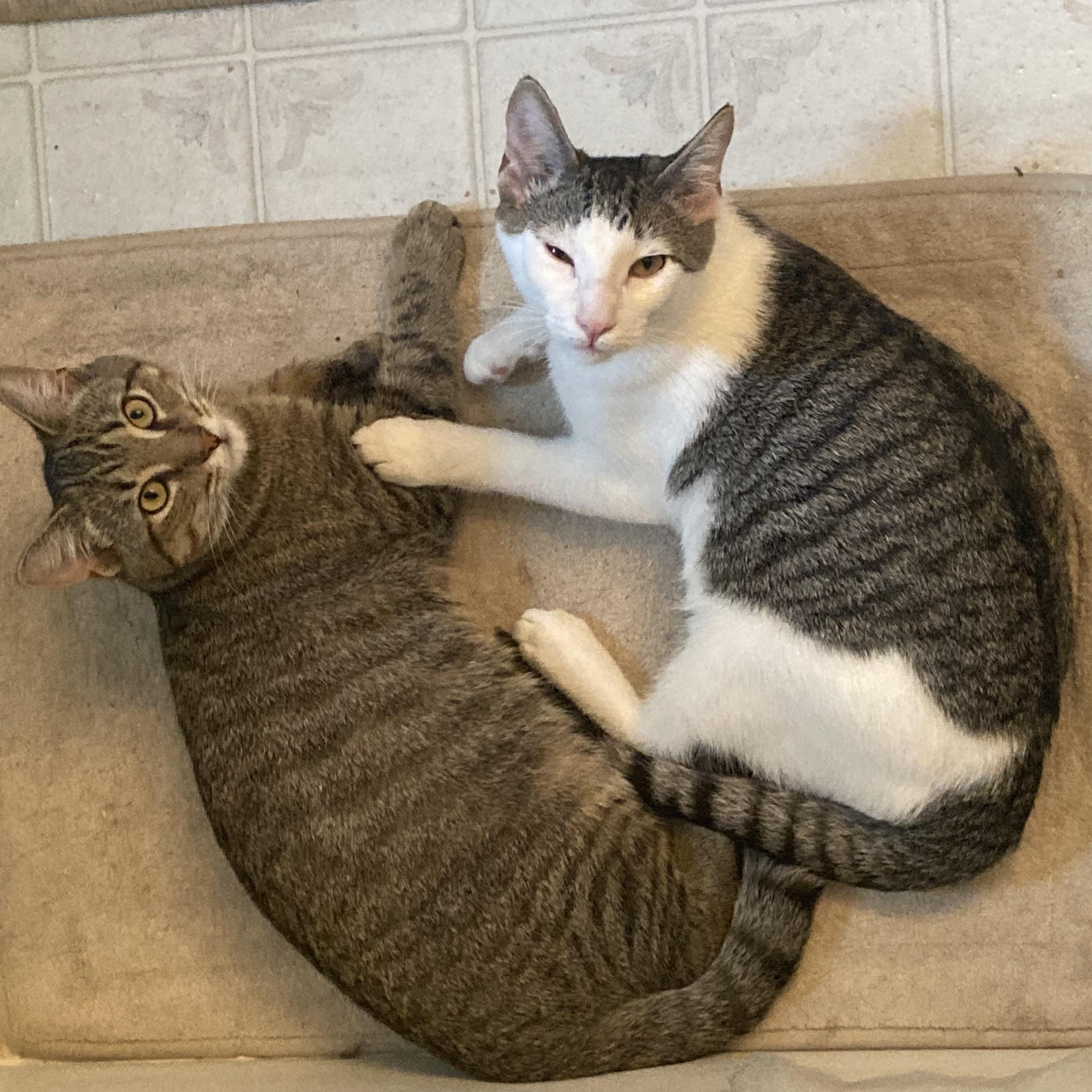 Enlarge Lil' Tiger, a Adoptable mixed breed in Springfield, OR image 4/5