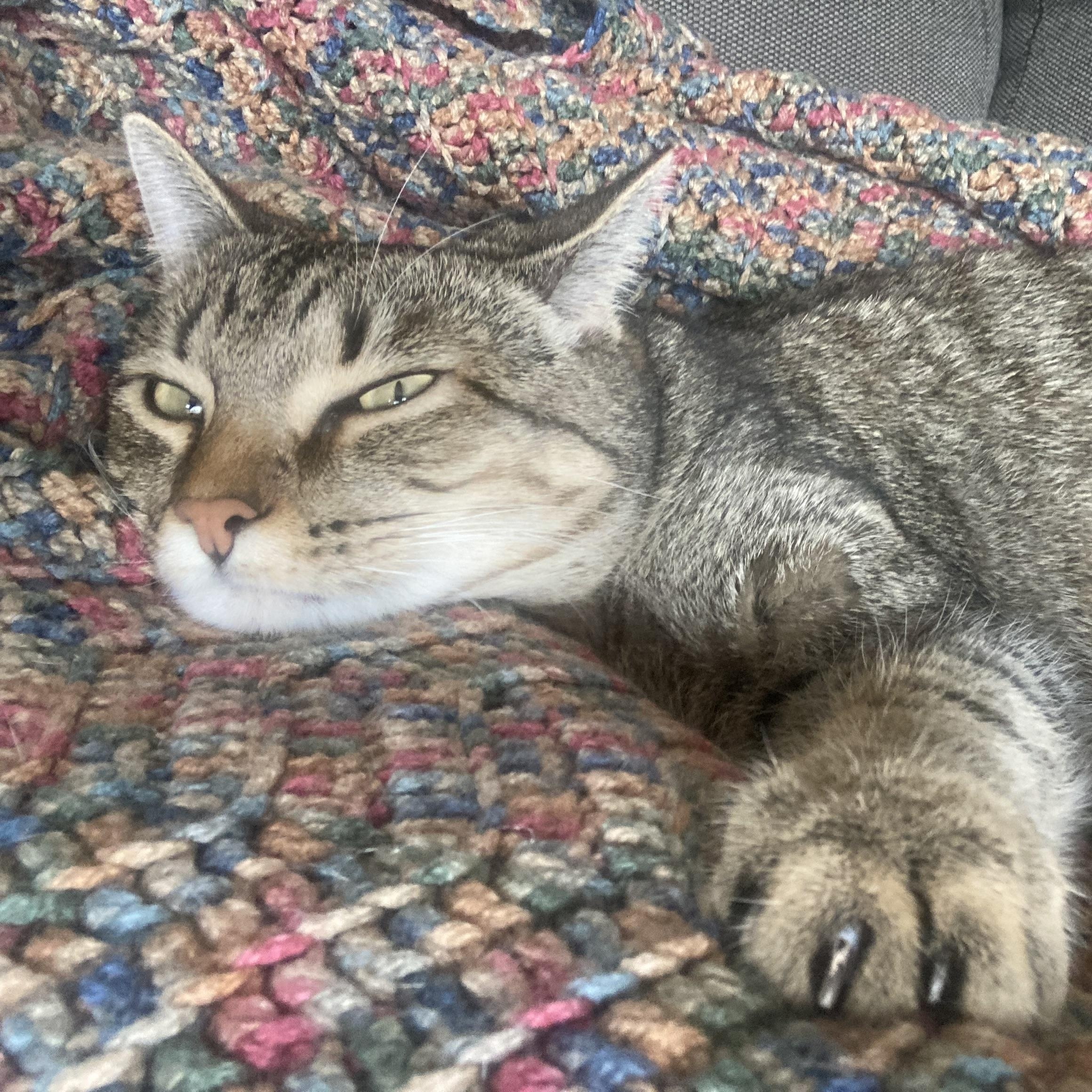 Lil' Tiger, Adoptable, Kitten Male Tabby & Domestic Short Hair.