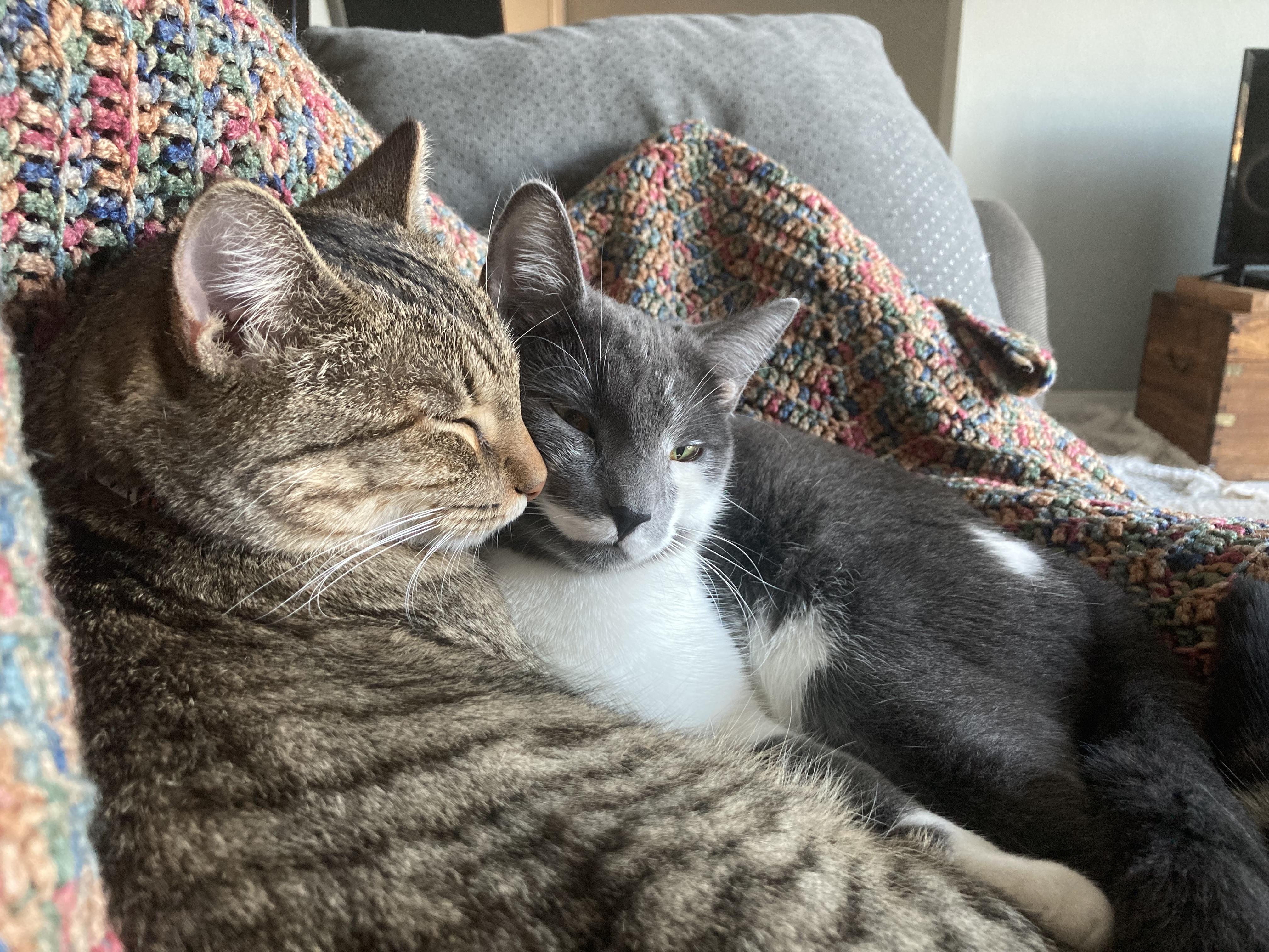 Enlarge Lil' Tiger, a Adoptable mixed breed in Springfield, OR image 2/6