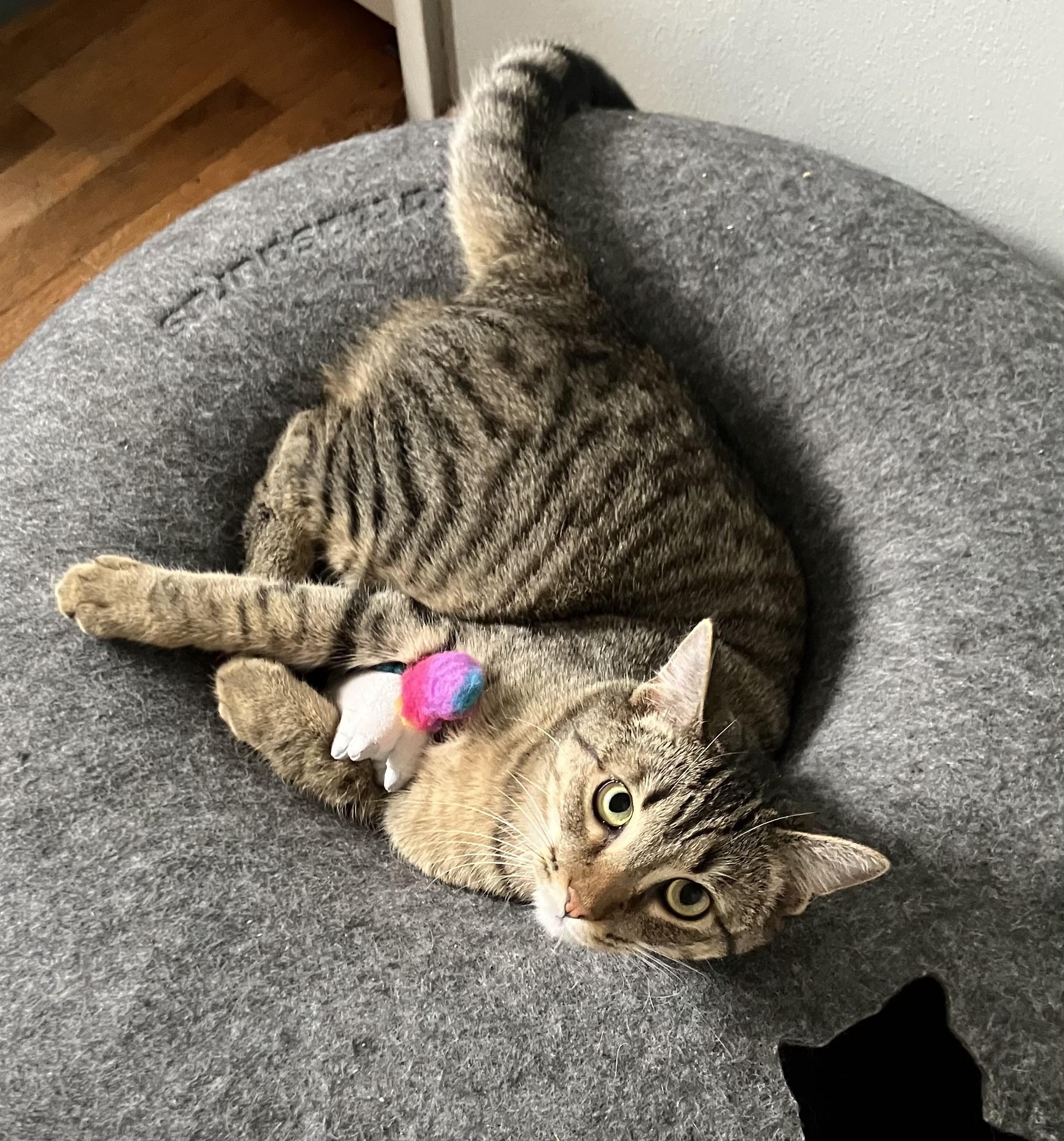 Lil' Tiger, Adoptable, Kitten Male Tabby & Domestic Short Hair.