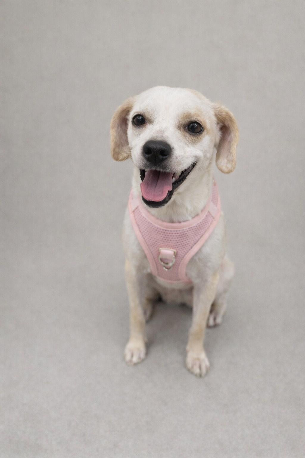 Sadie , Adoptable, Adult Female Chihuahua & Terrier.