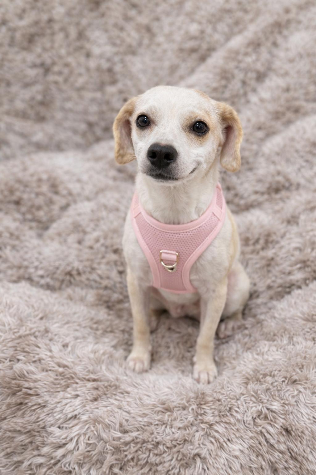 Enlarge Sadie , a Adoptable mixed breed in Baton Rouge, LA image 2/4