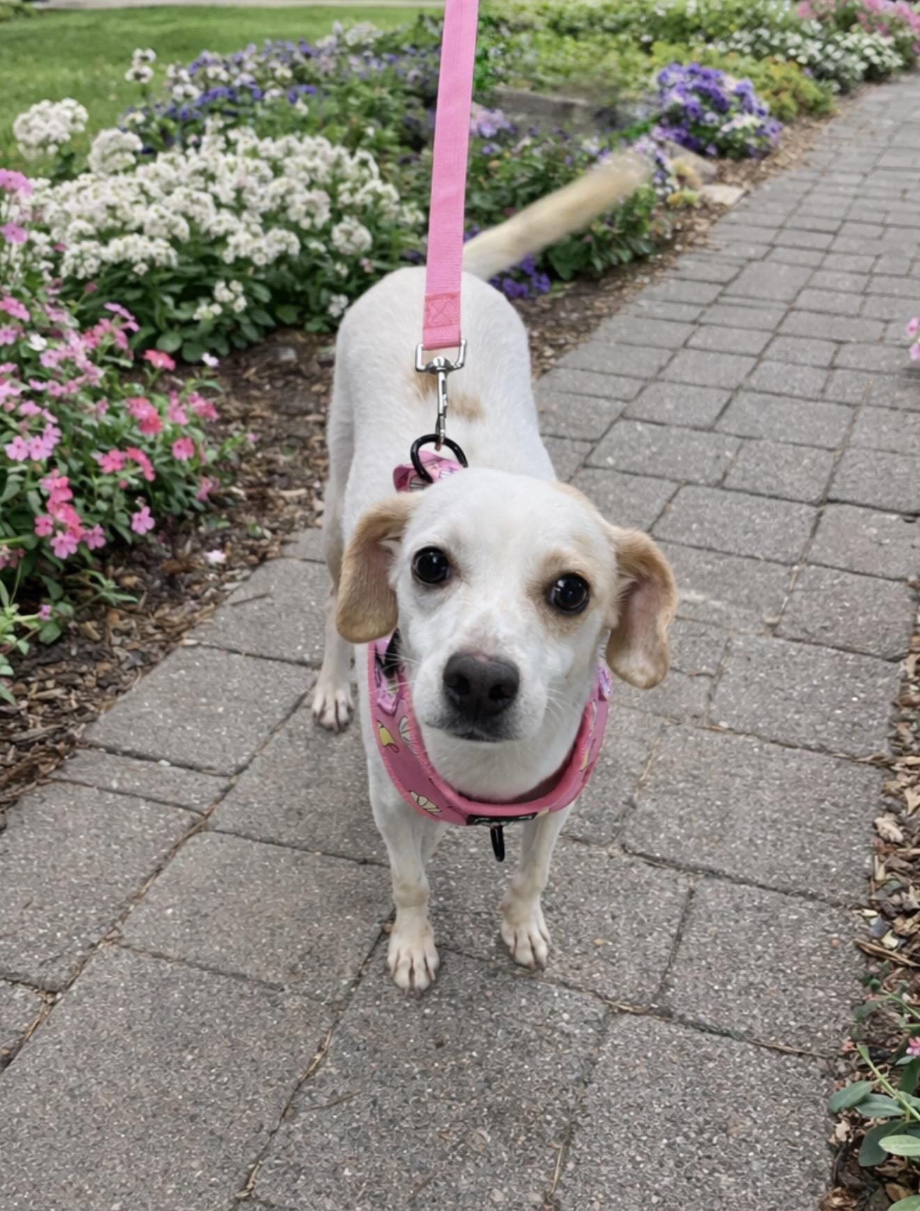 Enlarge Sadie , a Adoptable mixed breed in Baton Rouge, LA image 3/4