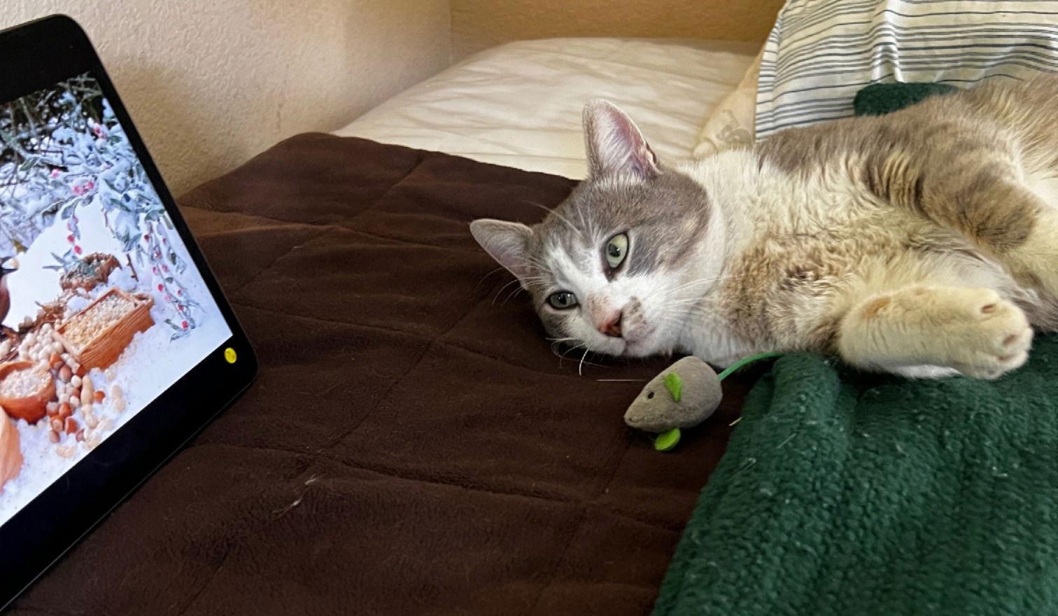 freckles, Adoptable, Adult Male Domestic Medium Hair & Tabby.