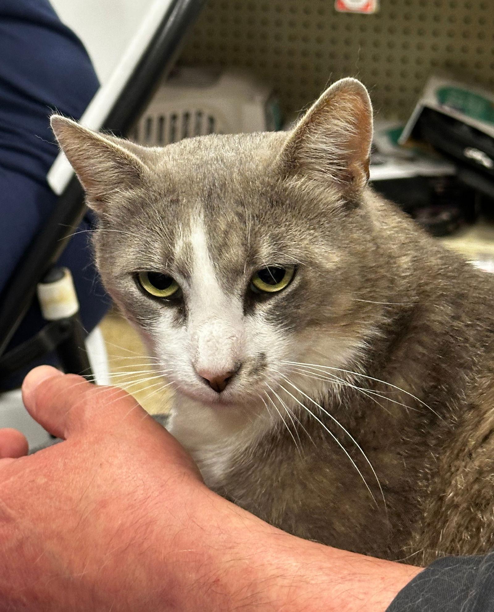 Enlarge freckles, a Adoptable mixed breed in San Jose, CA image 2/3