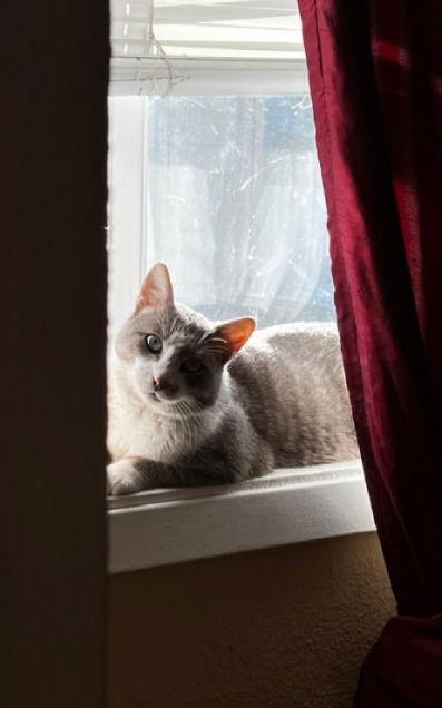 Enlarge freckles, a Adoptable mixed breed in San Jose, CA image 3/3