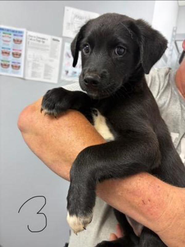 Haisley, Adoptable, Puppy Female Rottweiler & Labrador Retriever.