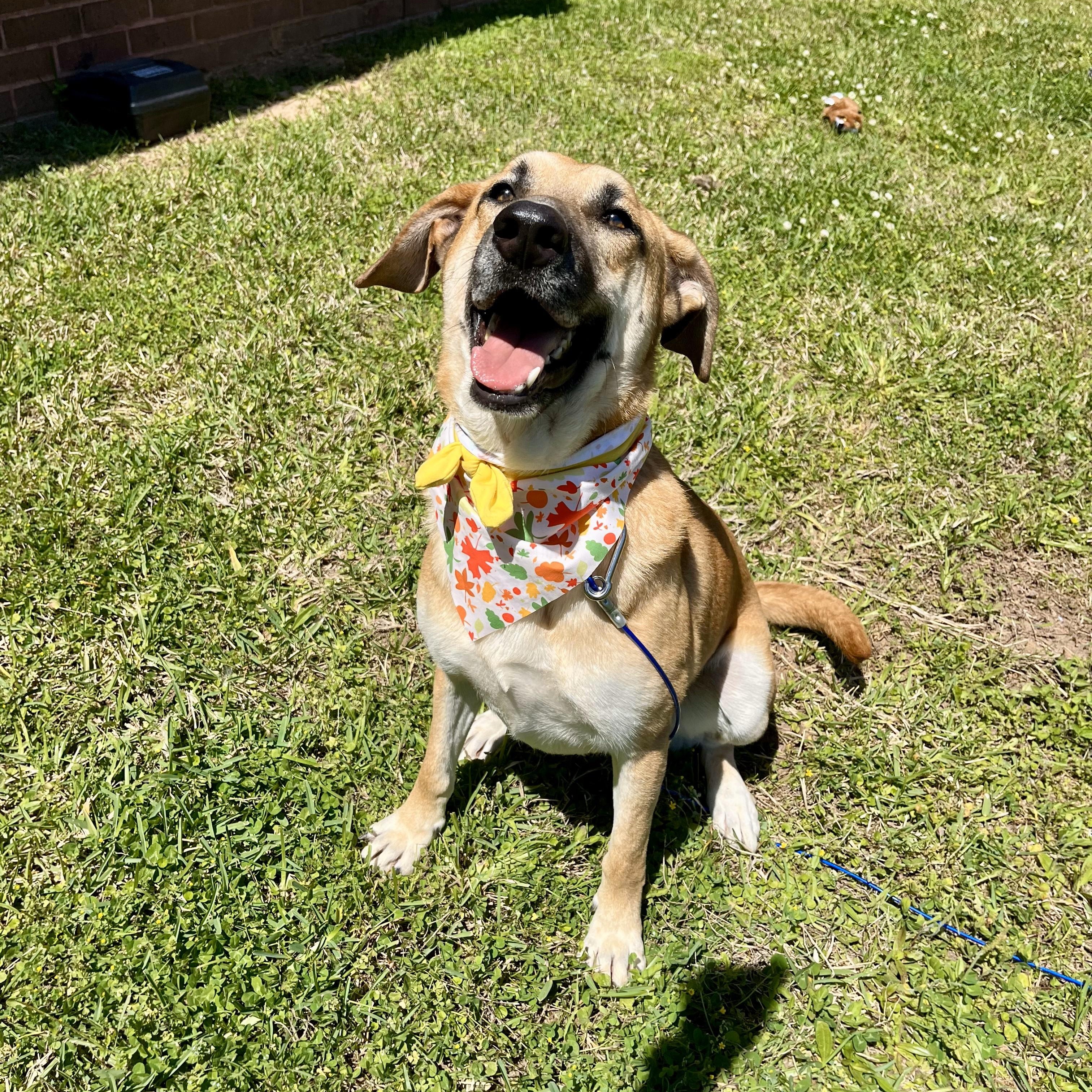 Apricot — thumbnail 5