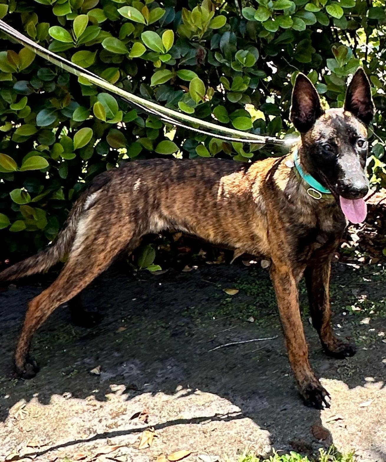 Enlarge EDITH, a Adopted Belgian Shepherd / Malinois in Margate, FL image 1/3