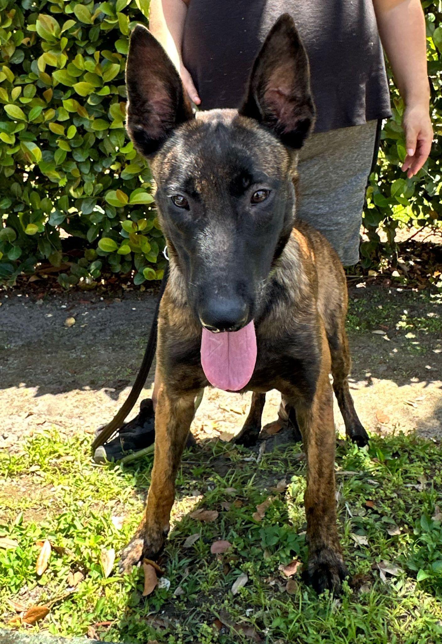 Enlarge EDITH, a Adopted Belgian Shepherd / Malinois in Margate, FL image 2/3