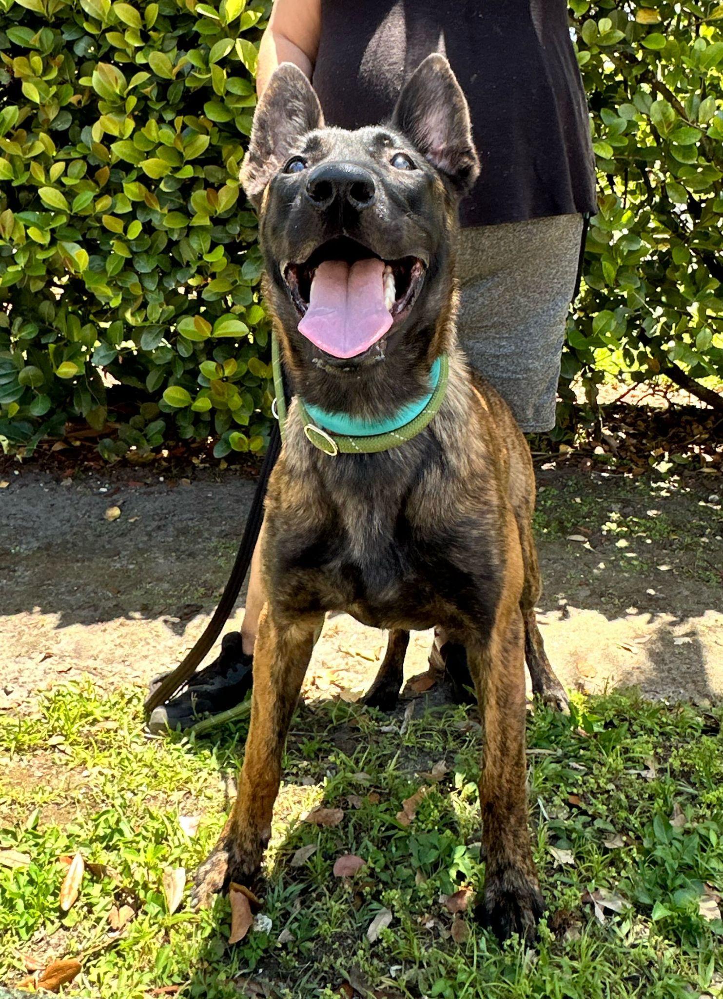 Enlarge EDITH, a Adopted Belgian Shepherd / Malinois in Margate, FL image 3/3