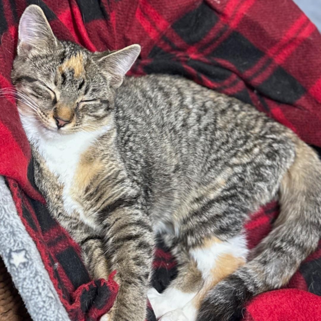 Enlarge Dots, a Adoptable Domestic Short Hair in Asheville, NC image 1/1