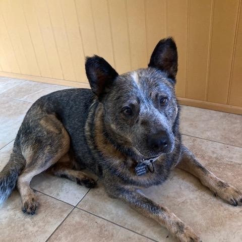 Krink, a ADOPTABLE Australian Cattle Dog / Blue Heeler in Rockland, ME image 1/5