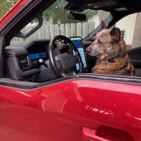 Krink, ADOPTABLE, Young Male Australian Cattle Dog / Blue Heeler.