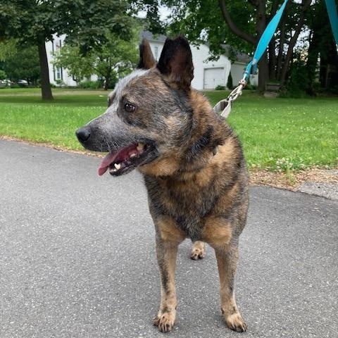 Krink, a ADOPTABLE Australian Cattle Dog / Blue Heeler in Rockland, ME image 3/5