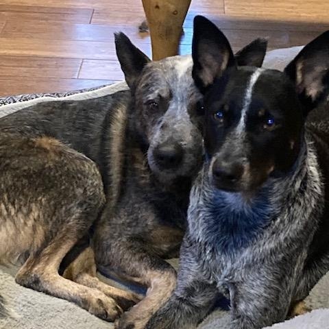 Krink, a ADOPTABLE Australian Cattle Dog / Blue Heeler in Rockland, ME image 4/5