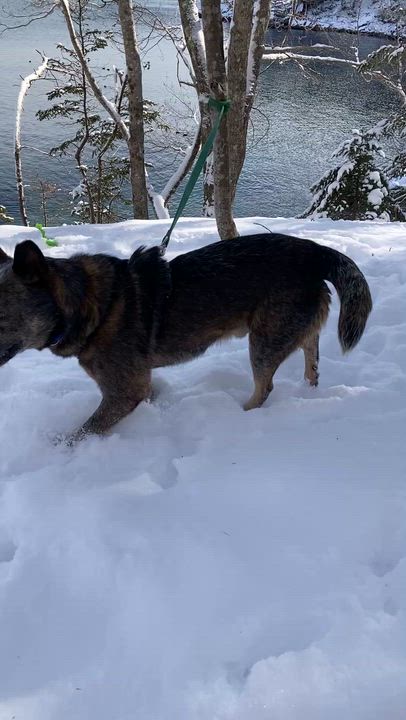 Enlarge Krink, a ADOPTABLE Australian Cattle Dog / Blue Heeler in Rockland, ME video 5/5