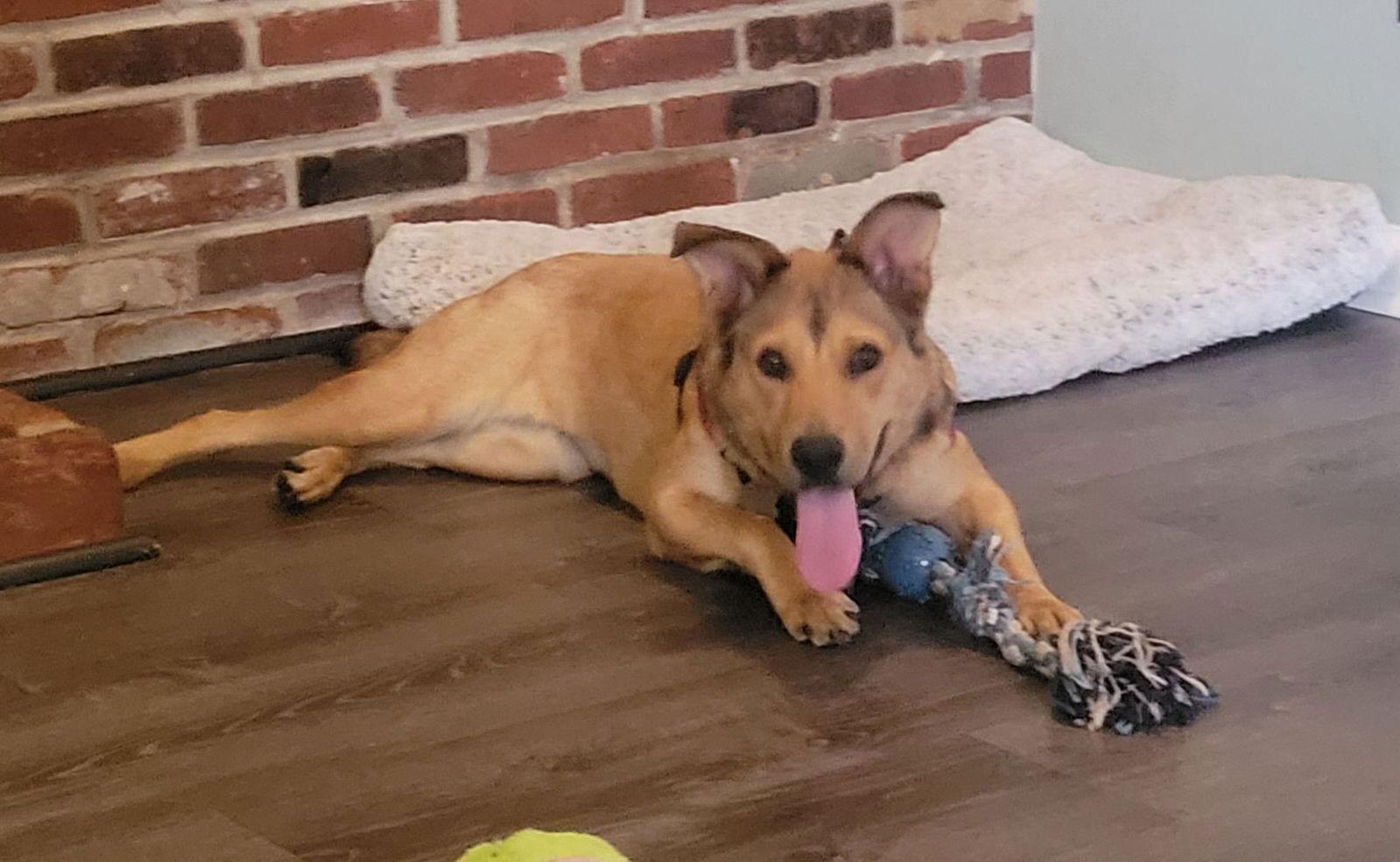 Buttercup, Adopted, Young Female Labrador Retriever & Shepherd.