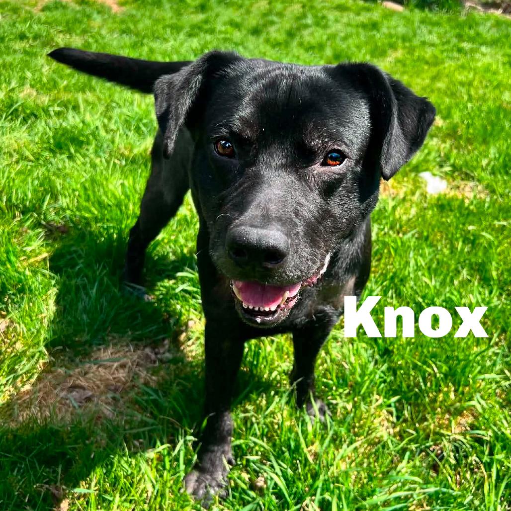 Enlarge Knox 260299, a Adoptable Mixed Breed in Escanaba, MI image 1/1