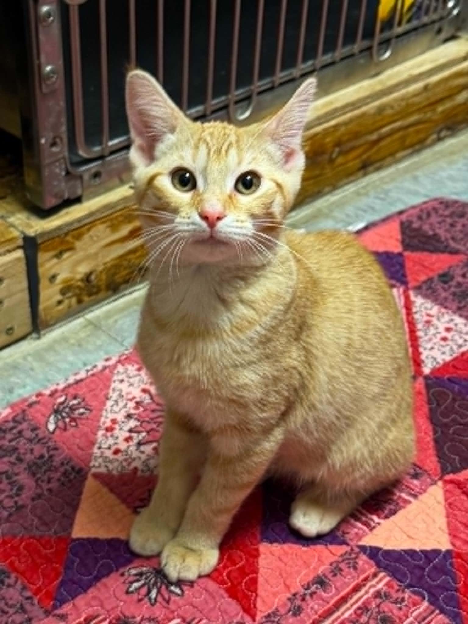 Mooncake, Adoptable, Kitten Female Domestic Short Hair.
