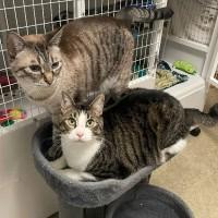 Enlarge Monty & Hello Kitty, a Adoptable Domestic Short Hair in Olympia, WA image 1/1