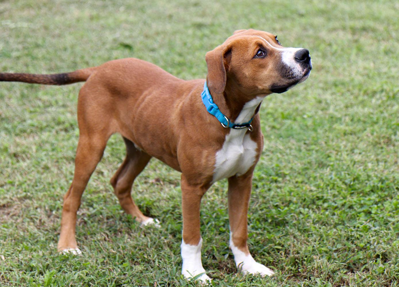 Enlarge Quinten (AO37618), a Adoptable mixed breed in Kansas City, KS image 5/6