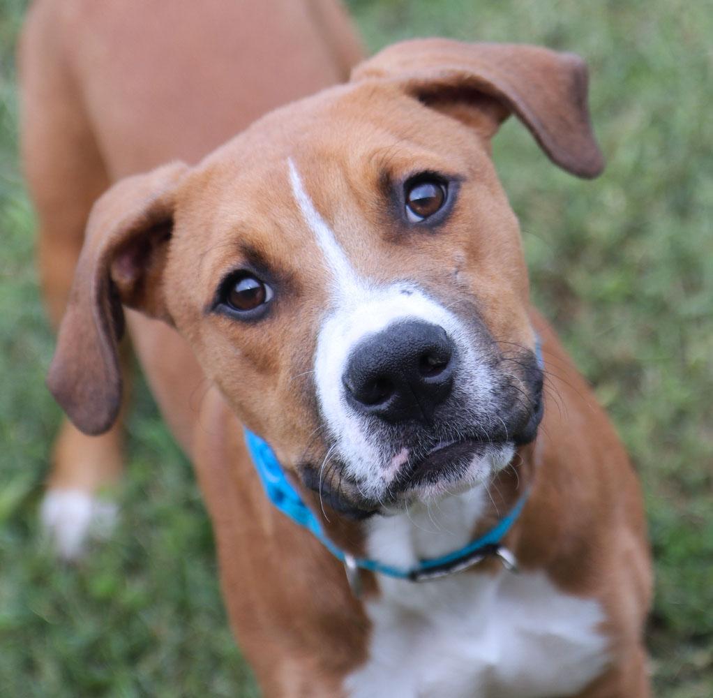 Quinten (AO37618), Adoptable, Puppy Male Hound & Doberman Pinscher.
