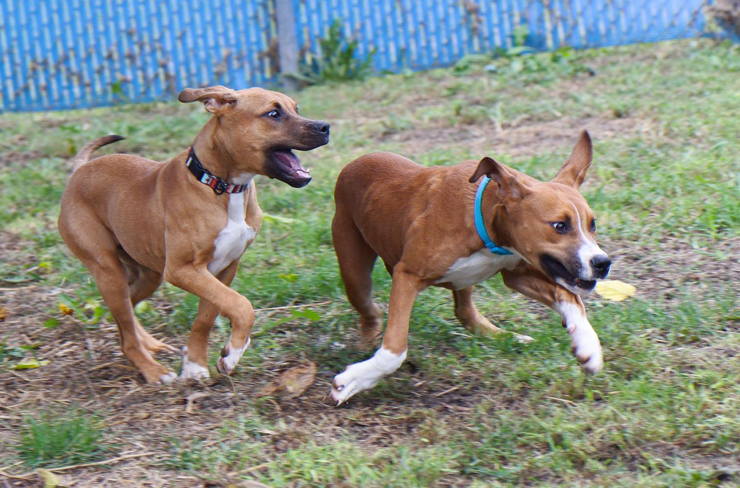 Enlarge Quinten (AO37618), a Adoptable mixed breed in Kansas City, KS image 6/6
