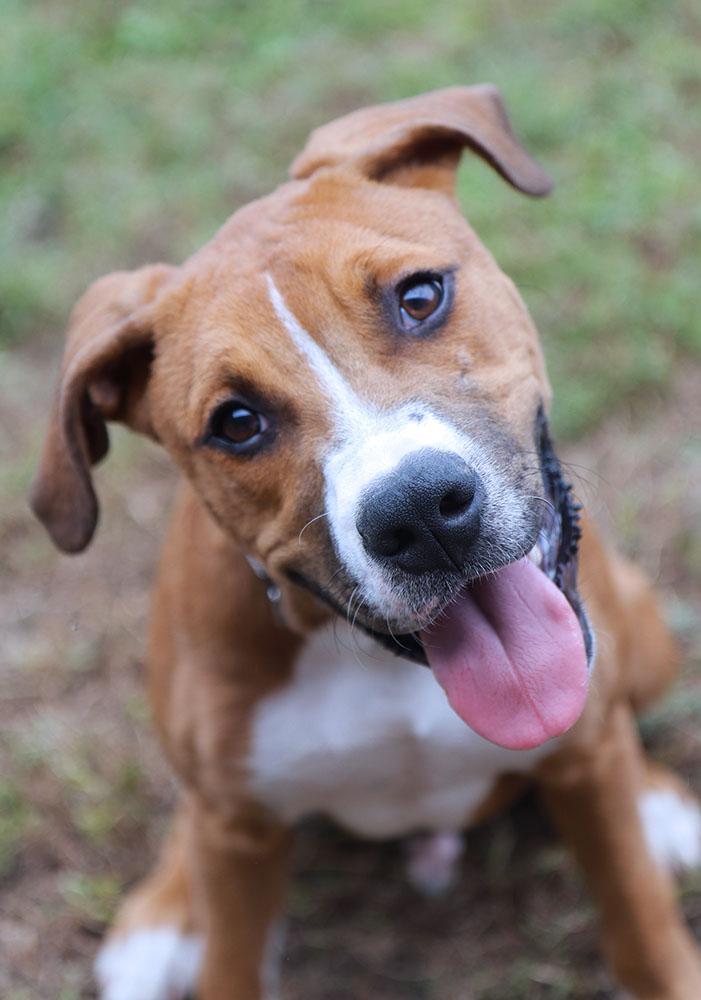 Enlarge Quinten (AO37618), a Adoptable mixed breed in Kansas City, KS image 2/6