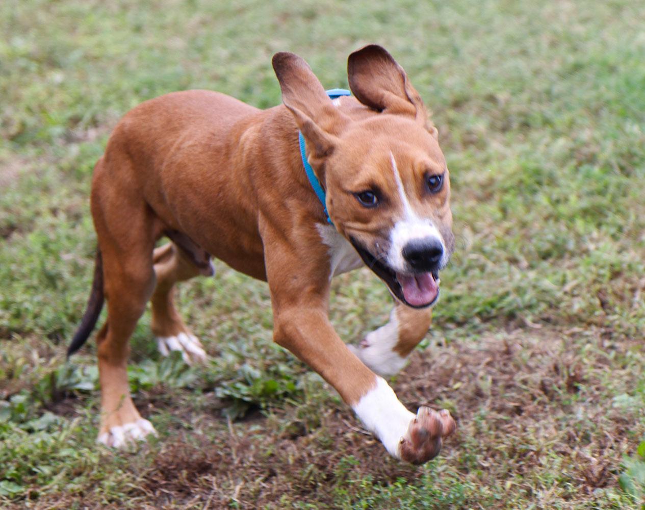 Enlarge Quinten (AO37618), a Adoptable mixed breed in Kansas City, KS image 3/6
